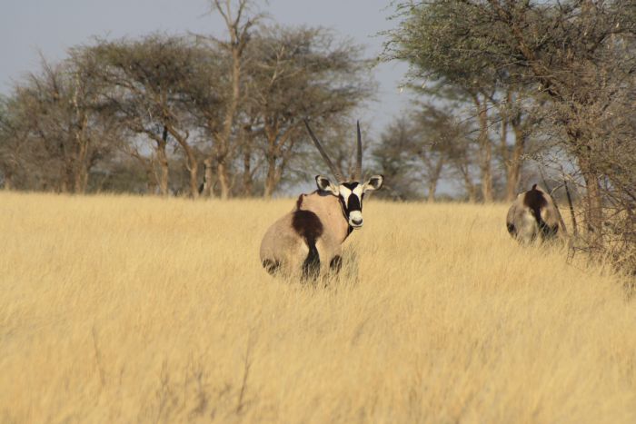 Wildnis Reitsafari am Rande der Kalahari