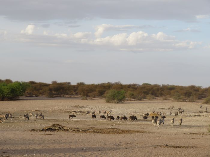 Wildnis Reitsafari am Rande der Kalahari