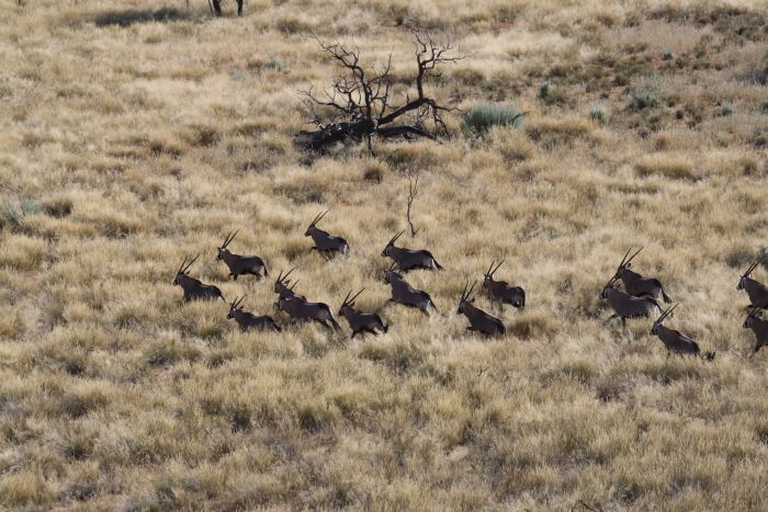 Wildnis Reitsafari am Rande der Kalahari