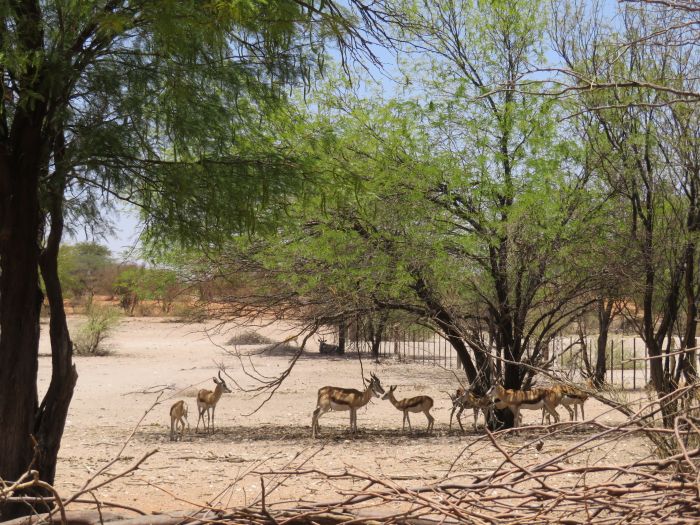 Wildnis Reitsafari am Rande der Kalahari