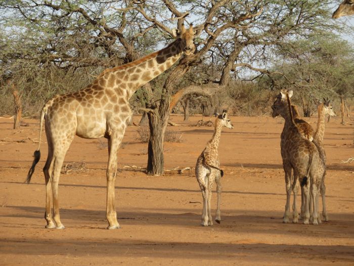 Wildnis Reitsafari am Rande der Kalahari