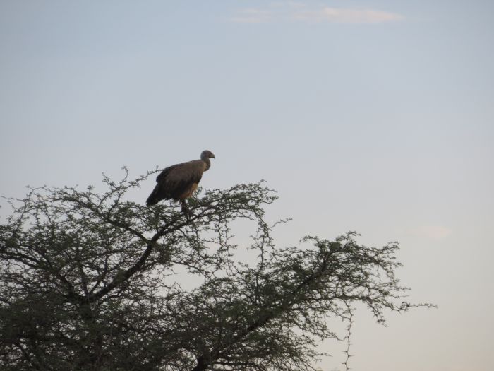 Wildnis-Reitsafari am Rande der Kalahari