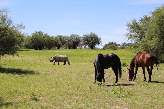 Wildnis Reitsafari am Rande der Kalahari