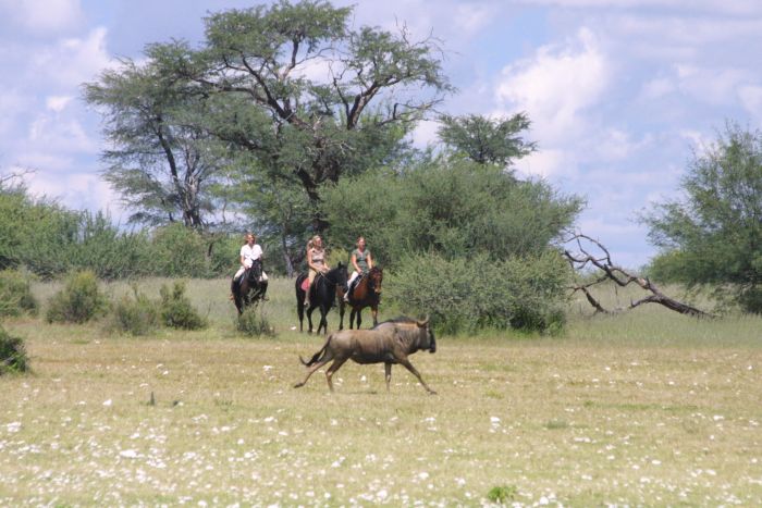 Wildnis Reitsafari am Rande der Kalahari