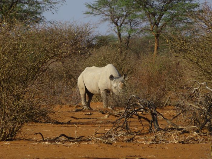 Wildnis Reitsafari am Rande der Kalahari