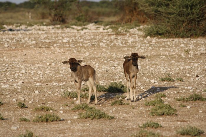 Wildnis Reitsafari am Rande der Kalahari