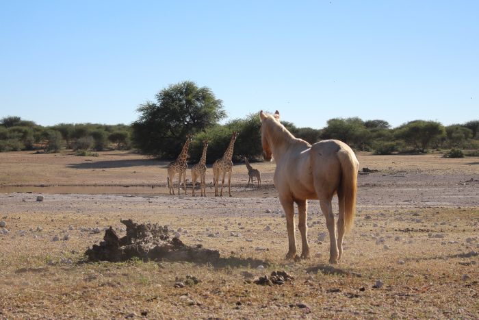 Wildnis Reitsafari am Rande der Kalahari