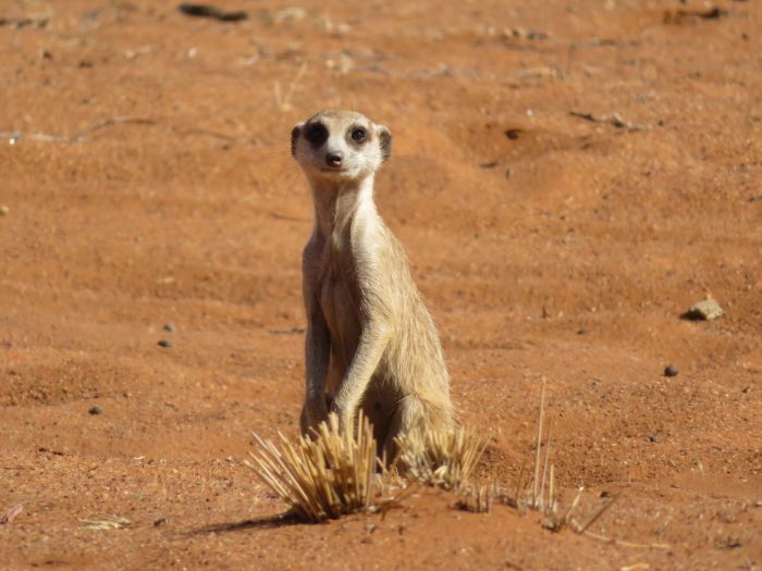 Wildnis Reitsafari am Rande der Kalahari