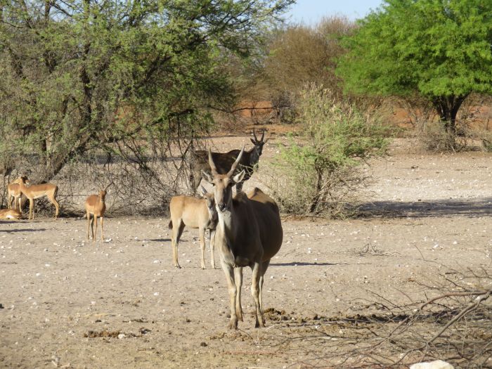 Wildnis Reitsafari am Rande der Kalahari