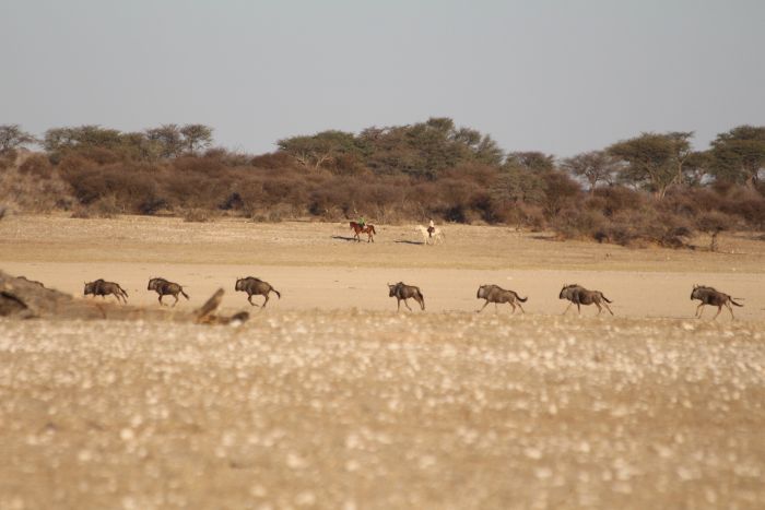 Wildnis Reitsafari am Rande der Kalahari