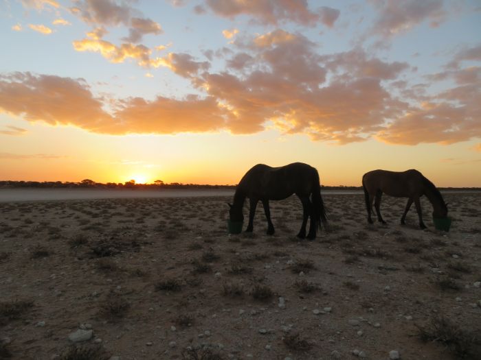 Wildnis Reitsafari am Rande der Kalahari