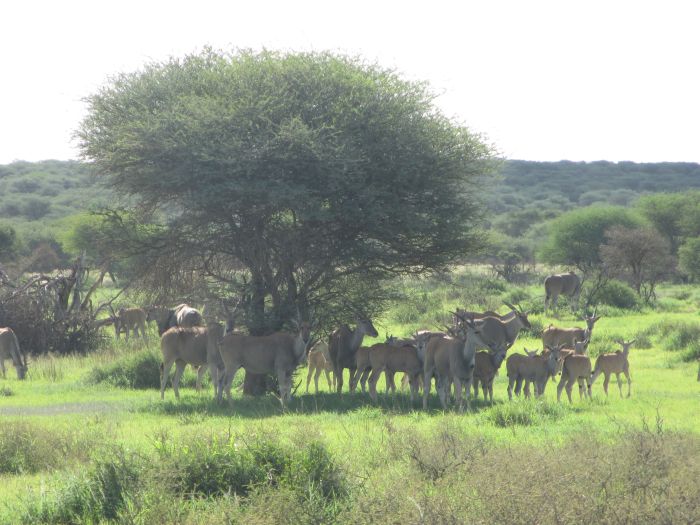 Araber Pferde Safaris in Namibia