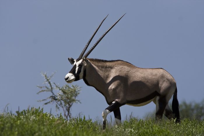 Araber Pferde Safaris in Namibia