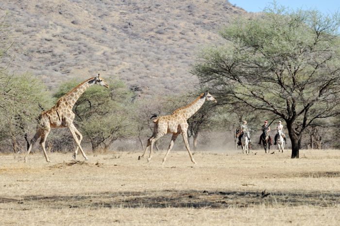 Araber Pferde Safaris in Namibia