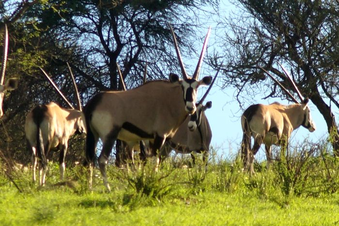 Araber Pferde Safaris in Namibia