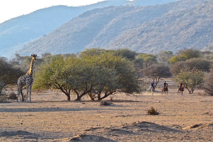 Araber Pferde Safaris in Namibia