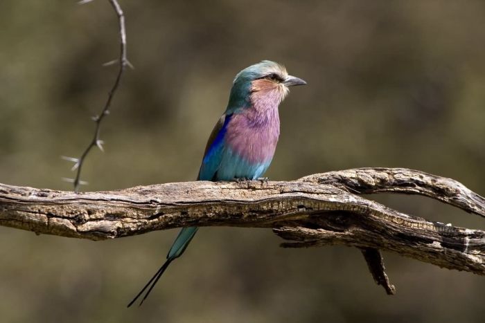 Araber Pferde Safaris in Namibia