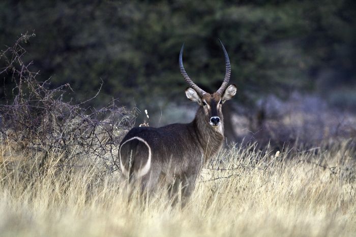 Araber Pferde Safaris in Namibia