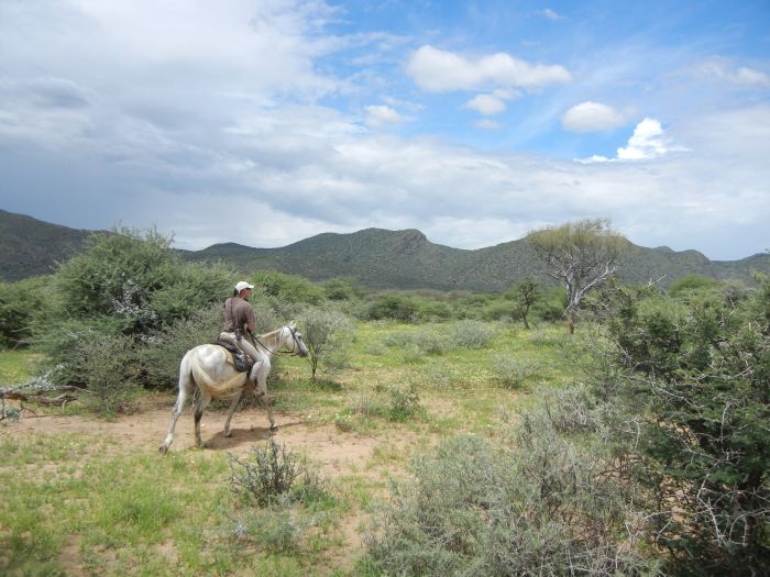 Araber Pferde Safaris in Namibia