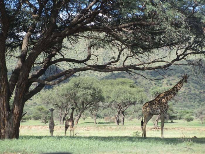 Araber Pferde Safaris in Namibia