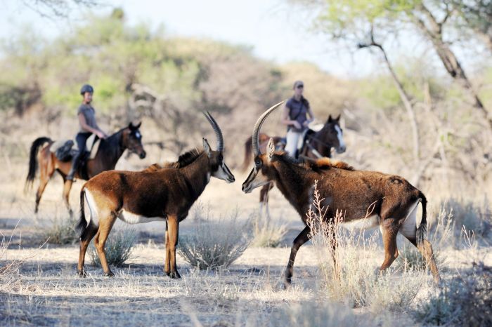 Araber Pferde Safaris in Namibia