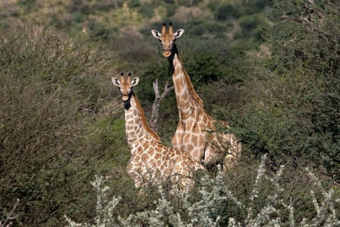 Araber Pferde Safaris in Namibia