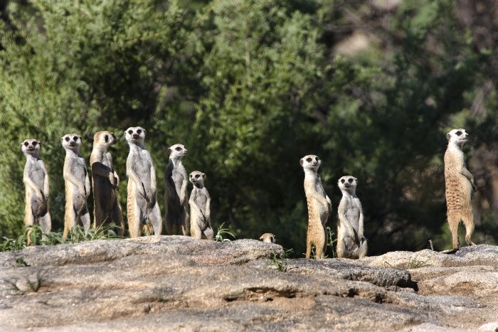 Araber Pferde Safaris in Namibia