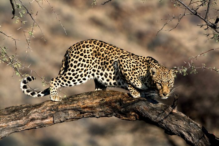 Araber Pferde Safaris in Namibia