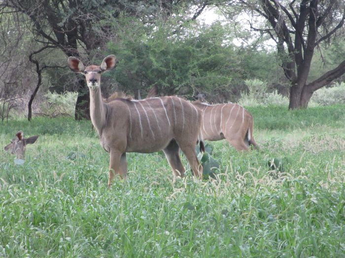 Araber Pferde Safaris in Namibia