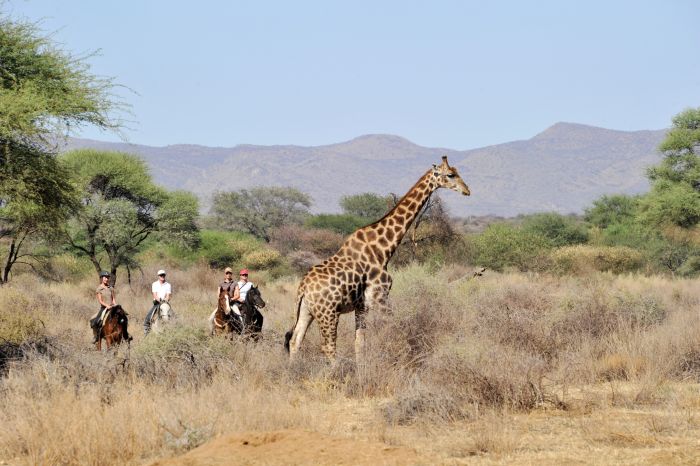 Araber Pferde Safaris in Namibia