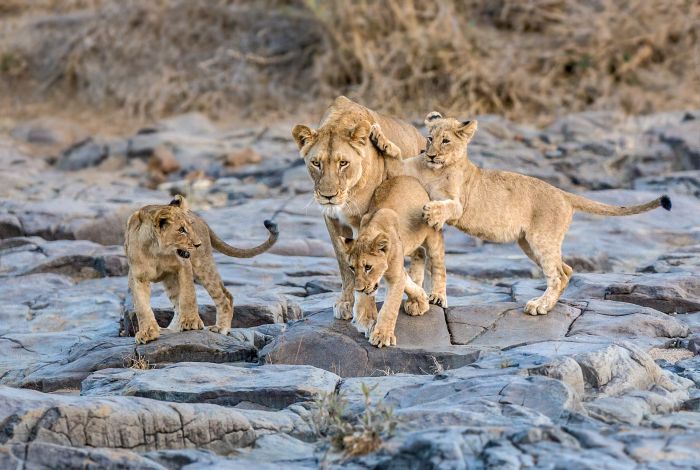 Big Five für Geniesser