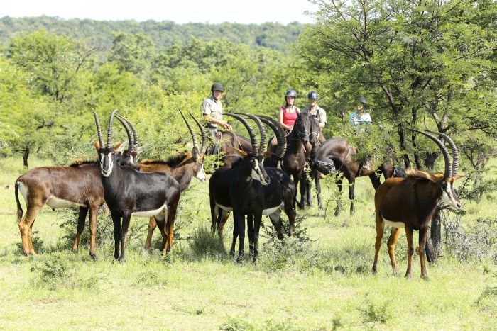 Waterberg Reitsafaris - Erlebnisurlaub!