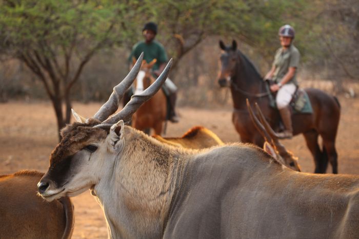 Waterberg Reitsafaris - Erlebnisurlaub!