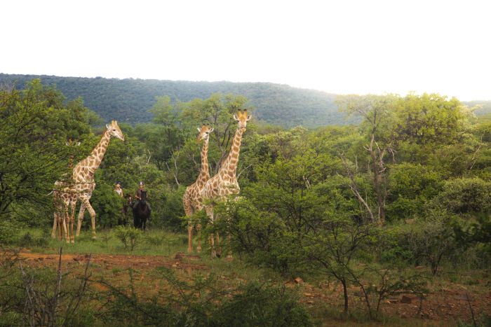 Waterberg Reitsafaris - Erlebnisurlaub!