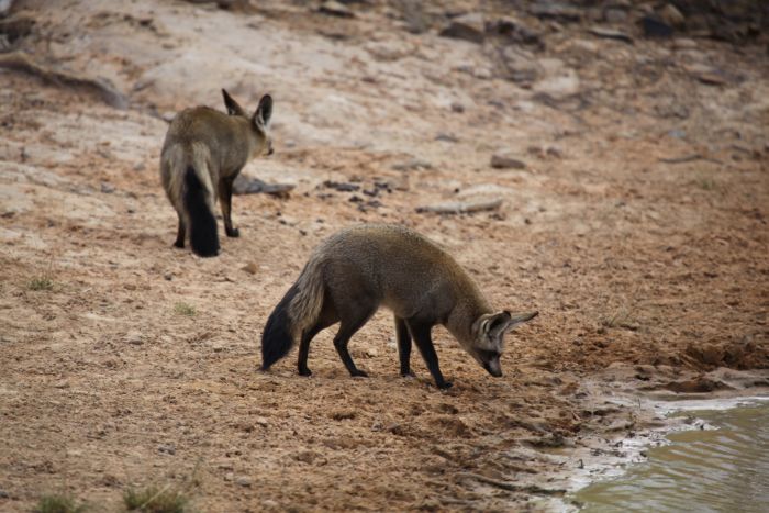Waterberg Big Five Safari