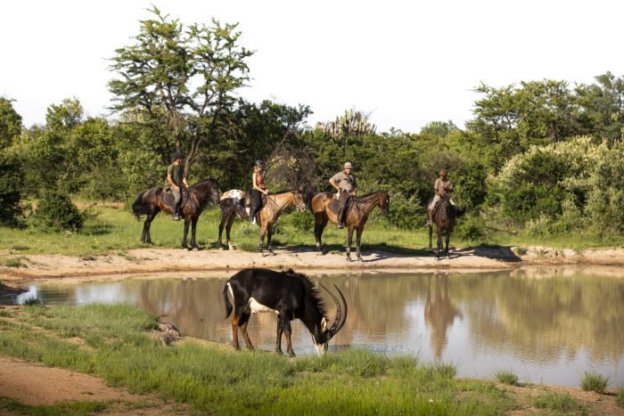 Waterberg Big Five Safari