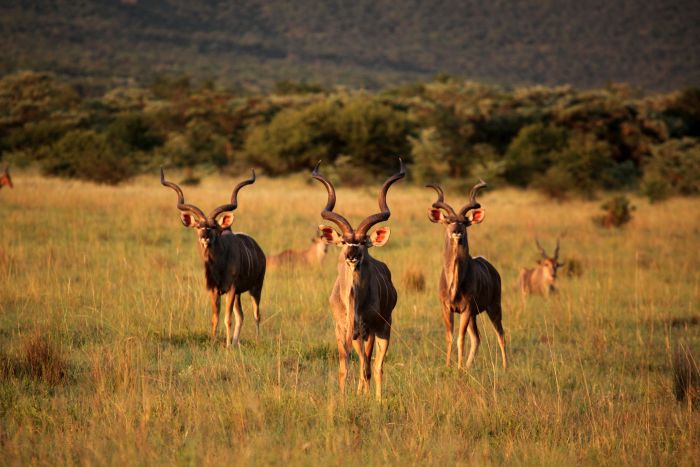 Waterberg Big Five Safari