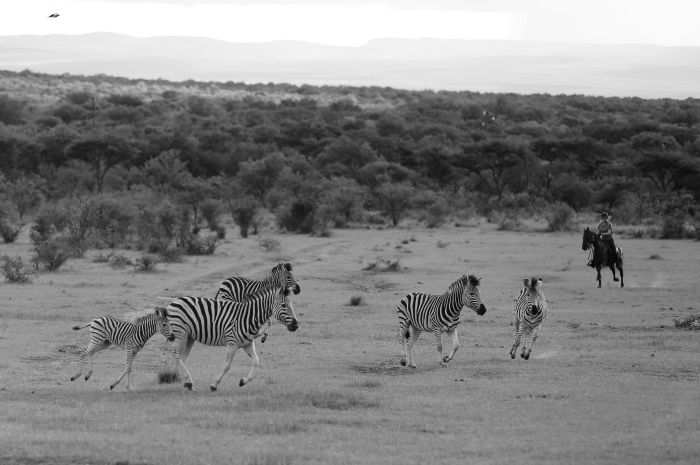 Waterberg Big Five Safari