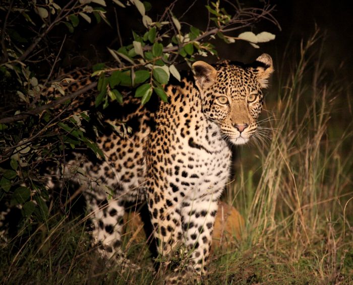 Waterberg Big Five Safari