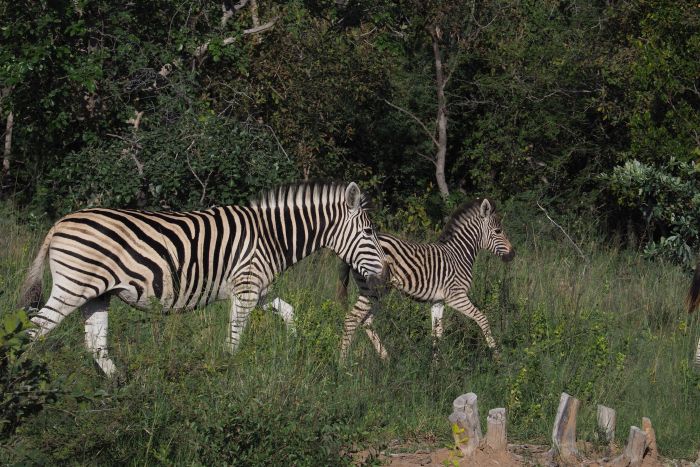 Waterberg Big Five Safari