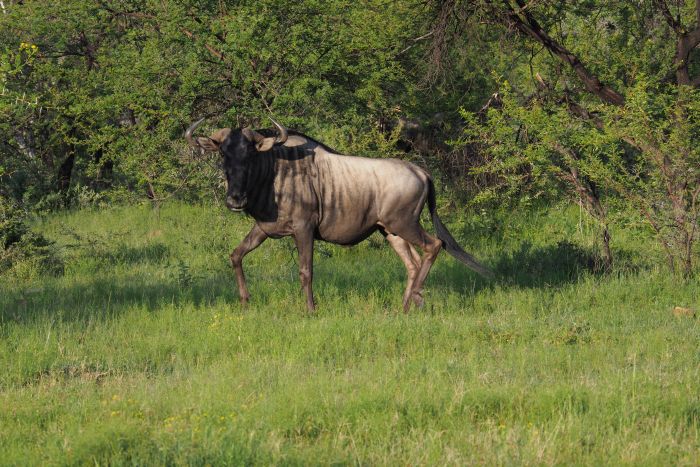 Waterberg Big Five Safari