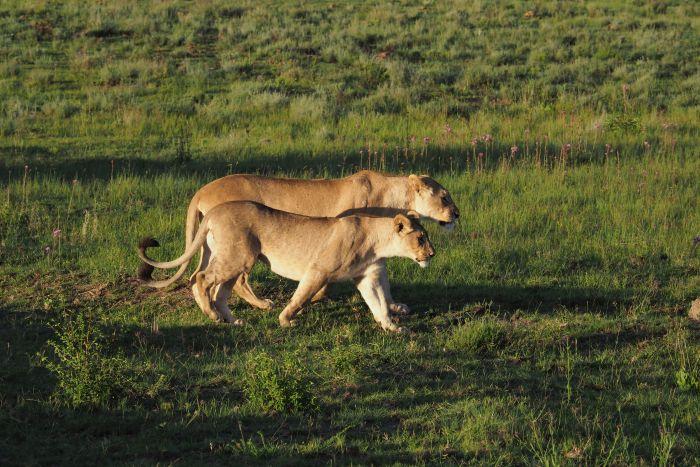 Waterberg Big Five Safari
