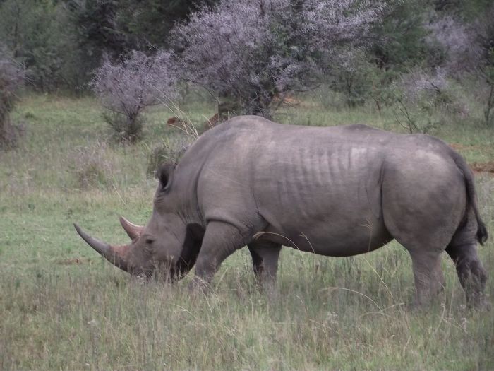 Waterberg Big Five Safari