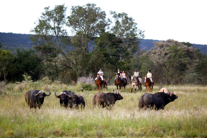 Waterberg Big Five Safari