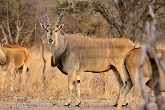 Waterberg Big Five Safari