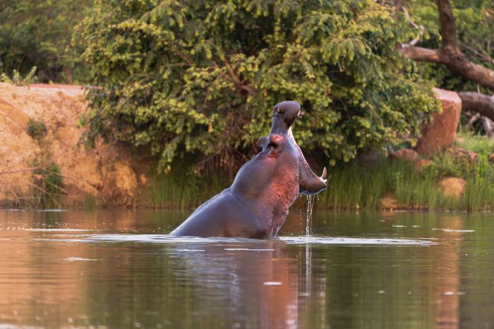Waterberg Big Five Safari