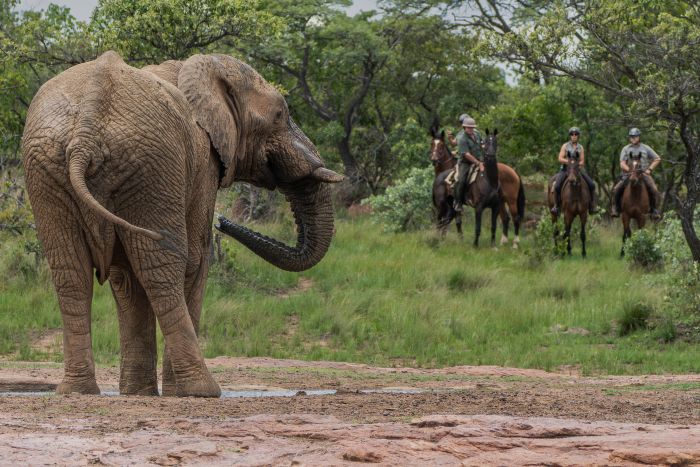 Waterberg Big Five Safari