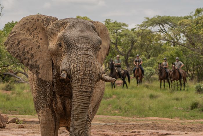 Waterberg Big Five Safari