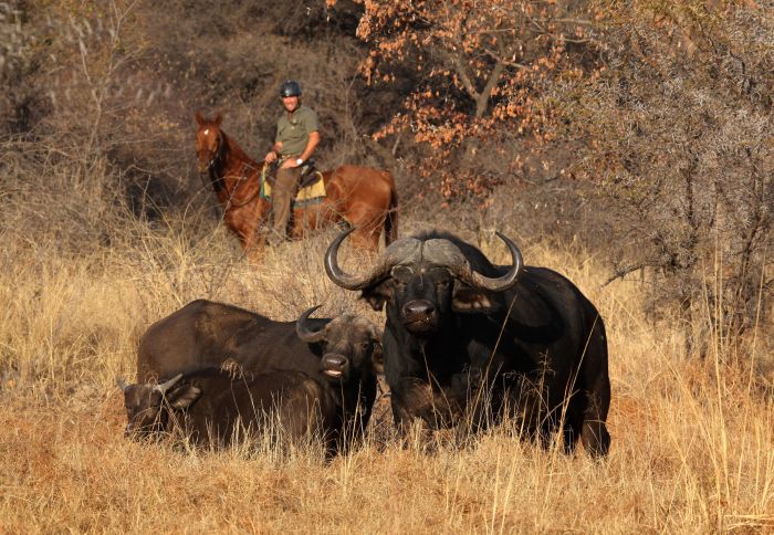 Waterberg Big Five Safari
