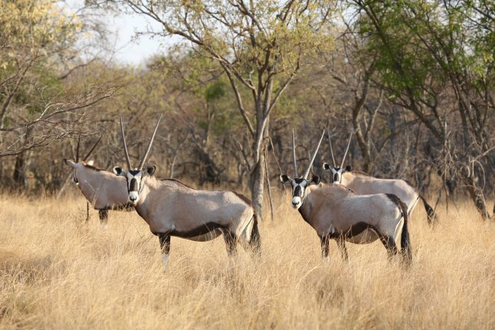 Waterberg Big Five Safari
